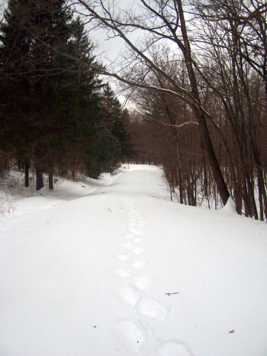Photo: Not the Only Fool Snowshoeing Up Here