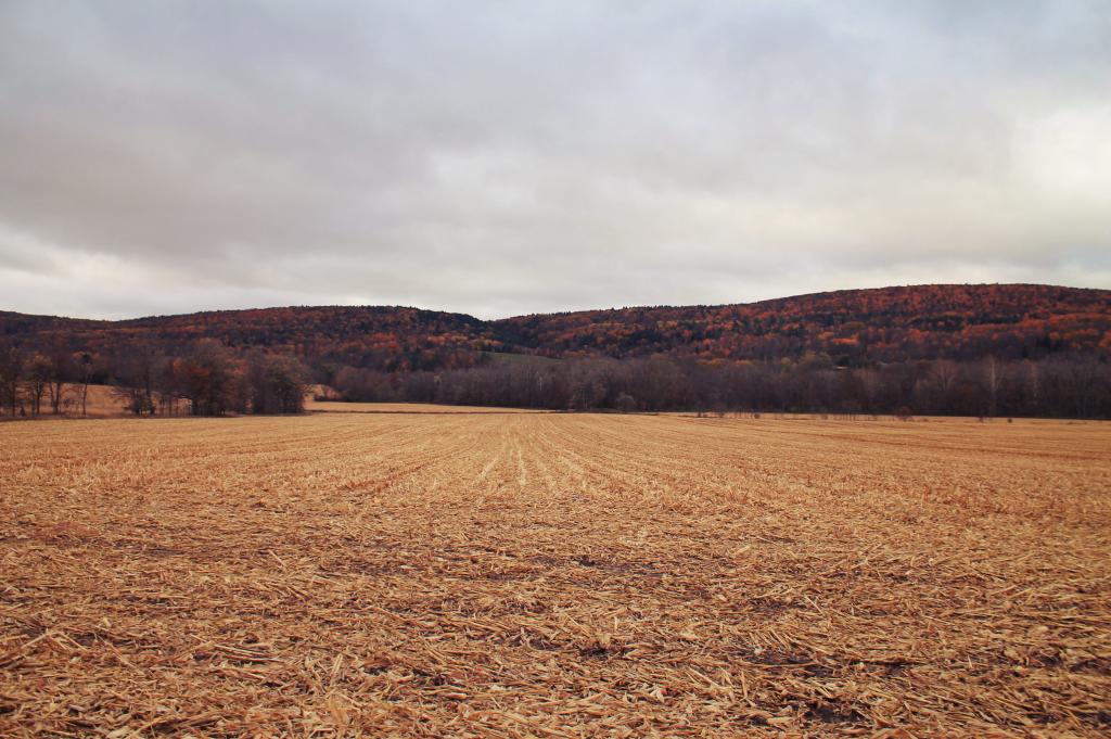 Photo: Chopped Photo: Chopped