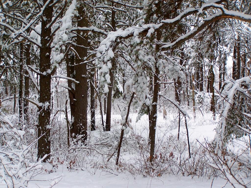 Photo: Snow Covered Trees Along Edge of Landfill