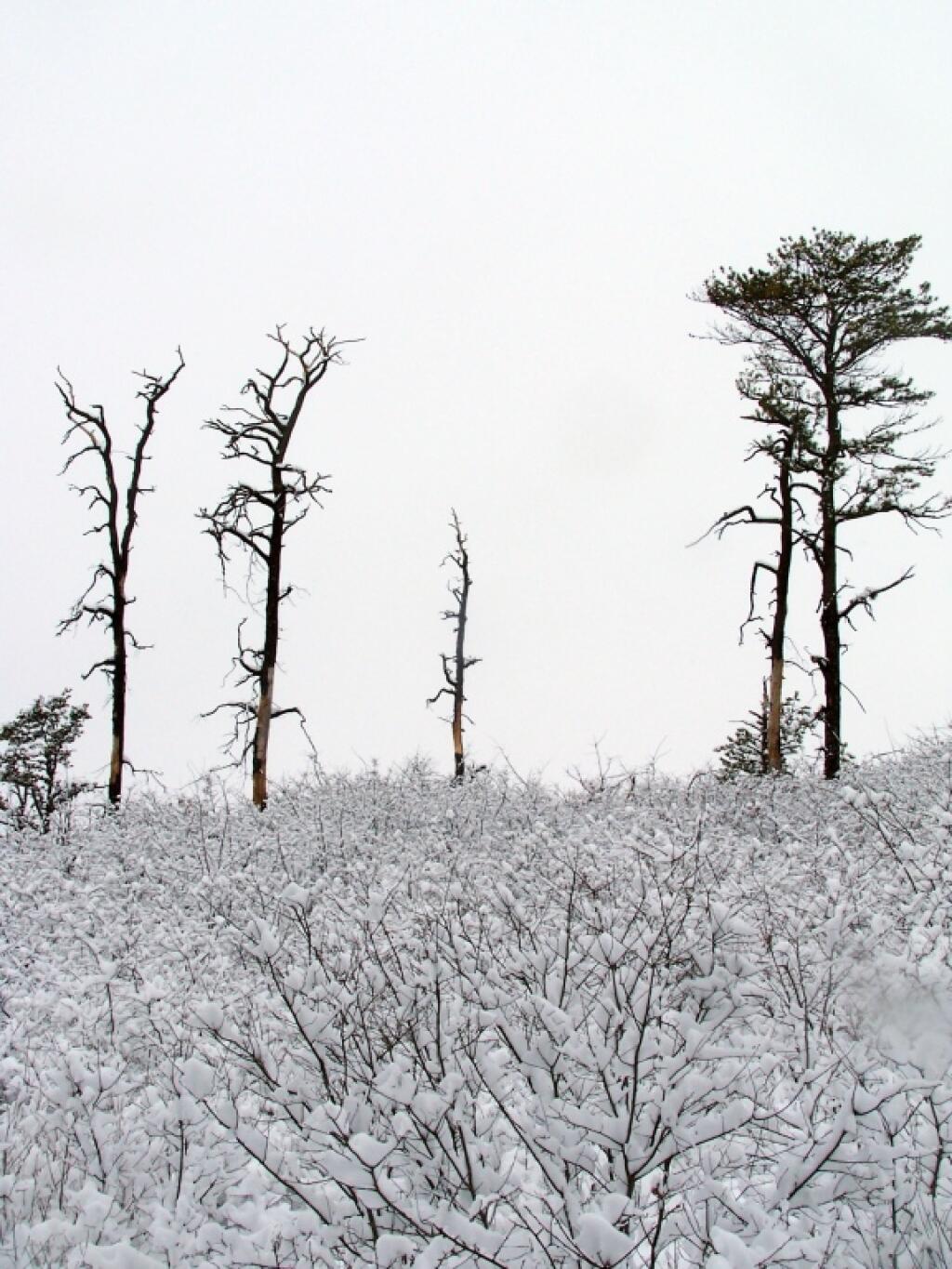 Photo: Pitch Pine Along Recently Cleared Area
