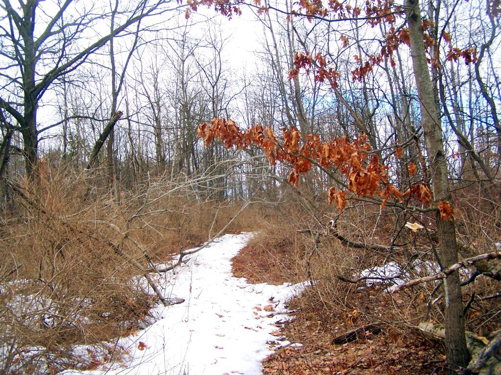 Photo: A More Grown Up Portion of Centerville Road