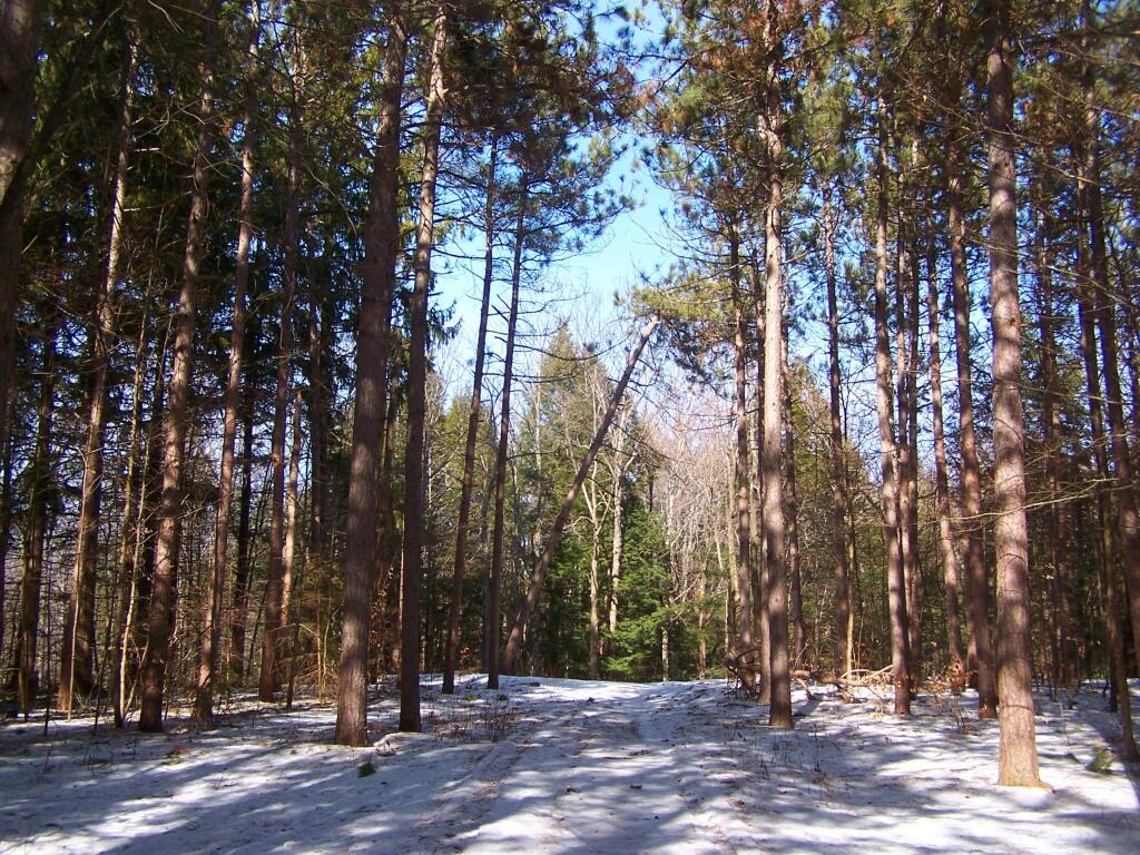 Photo: Magnificent White Pine Stand
