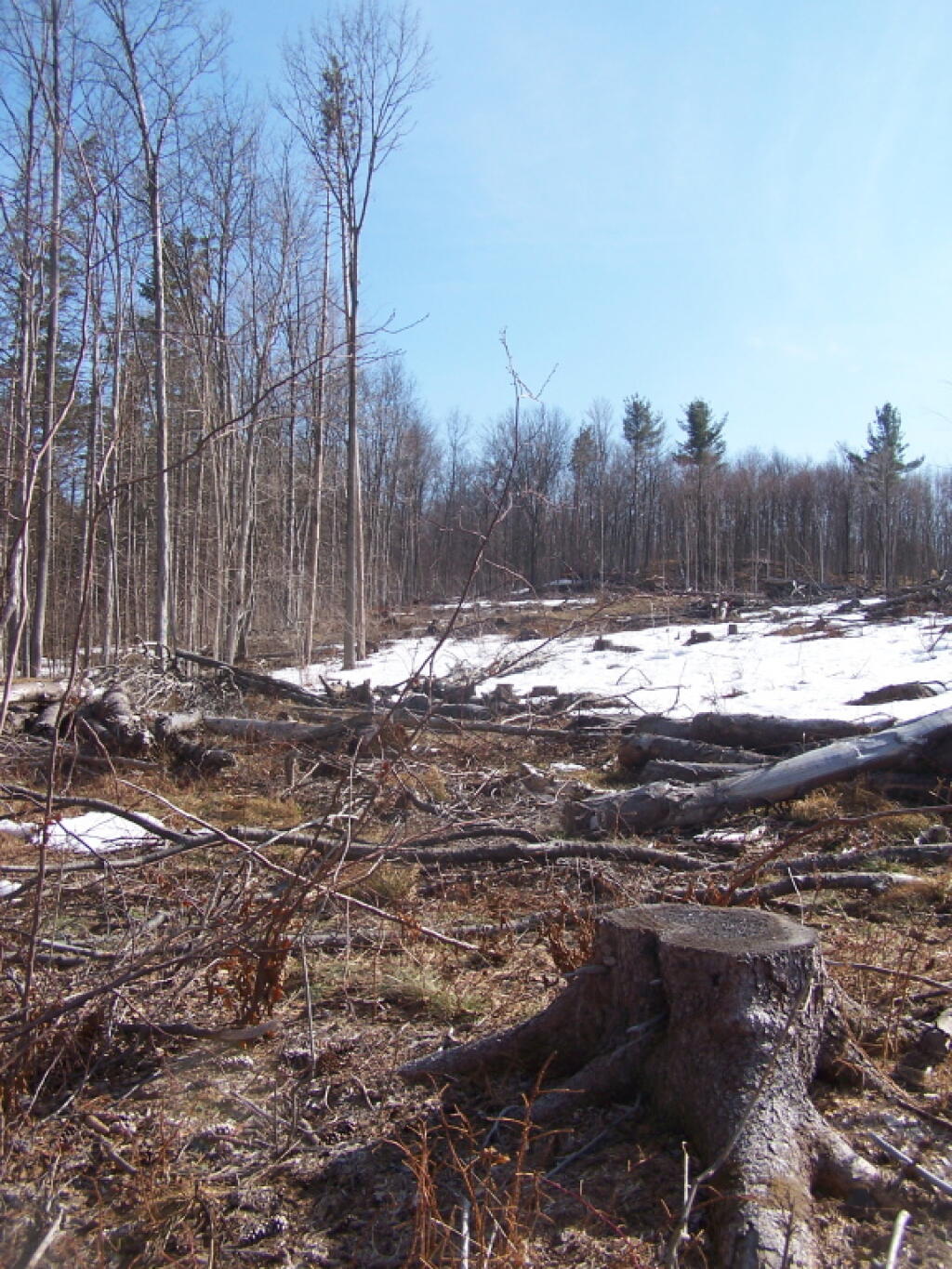 Photo: Stump
