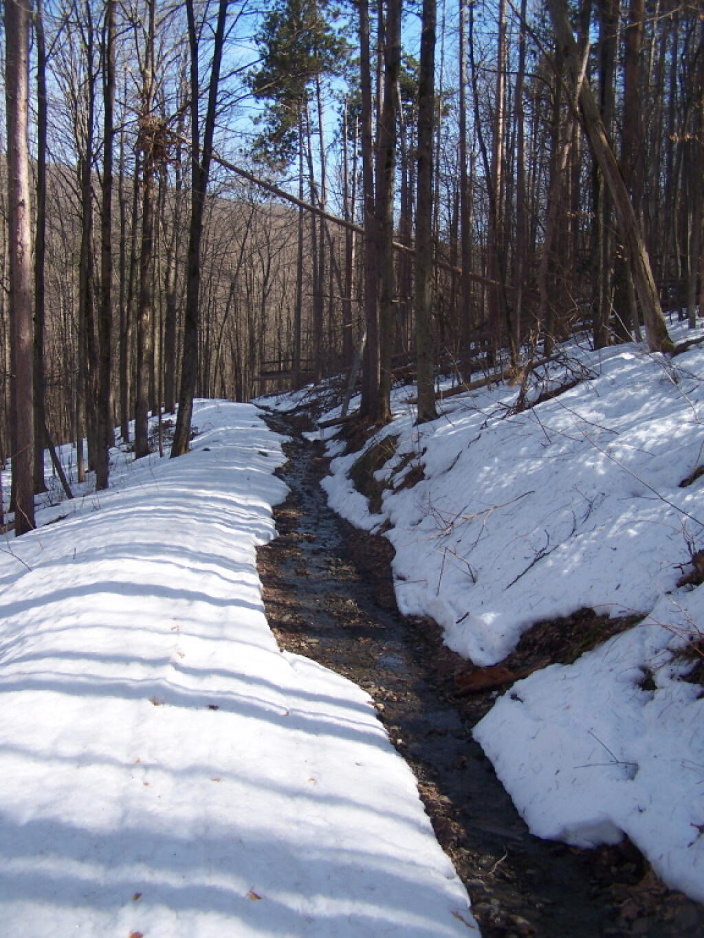 Photo: Snowmelt Along Truck Trail