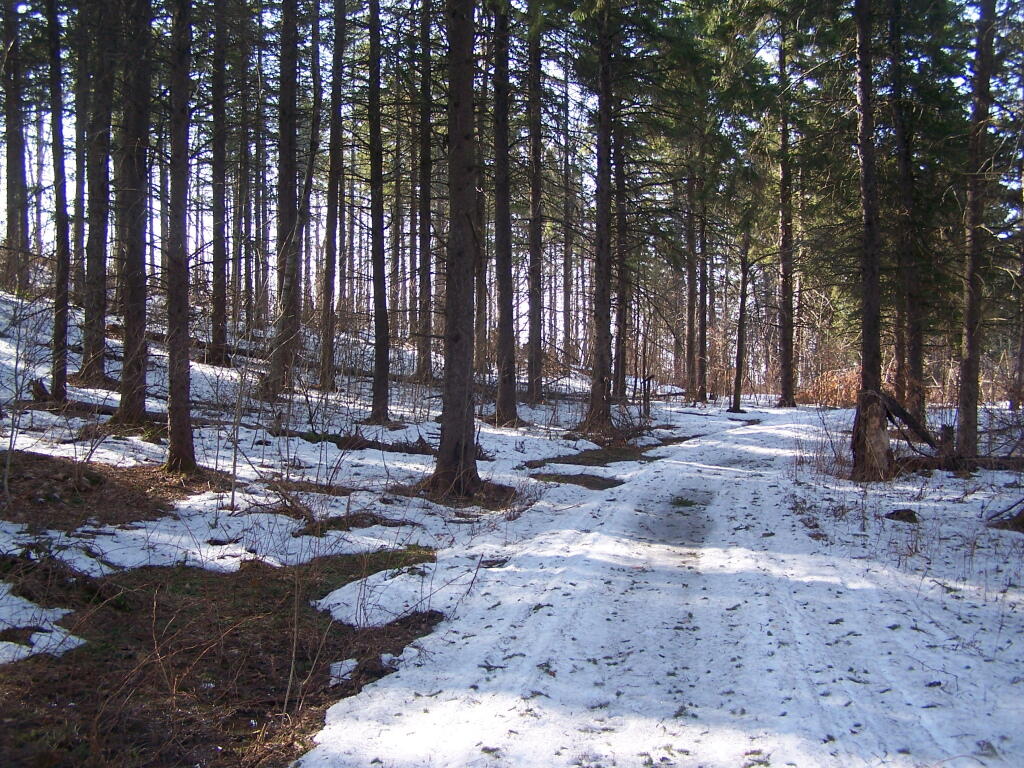 Photo: Light Filters In Through White Pines