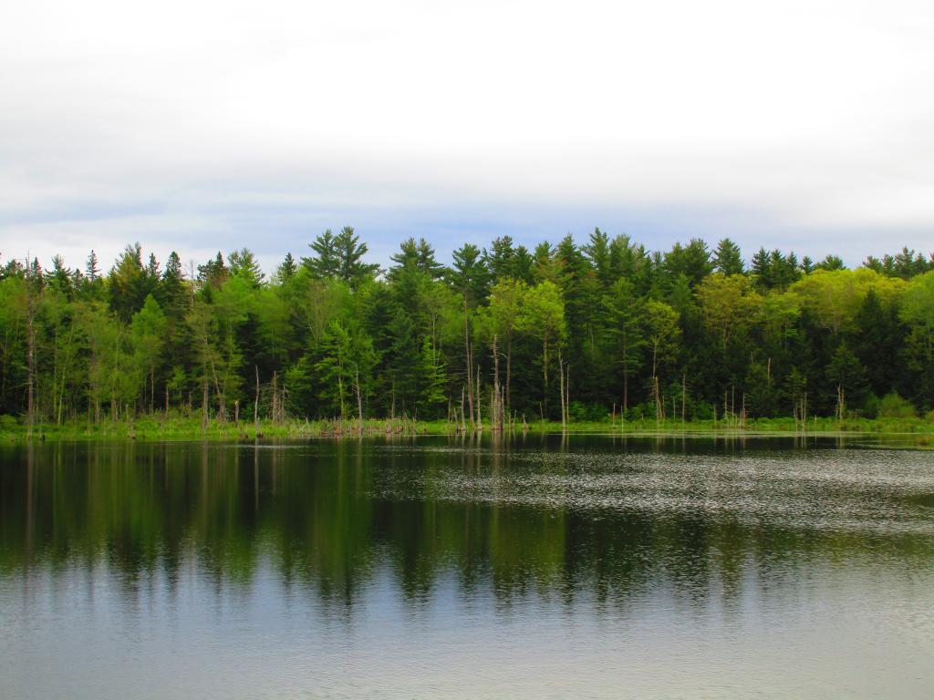 Photo: Cool Gray Day at Duck Pond