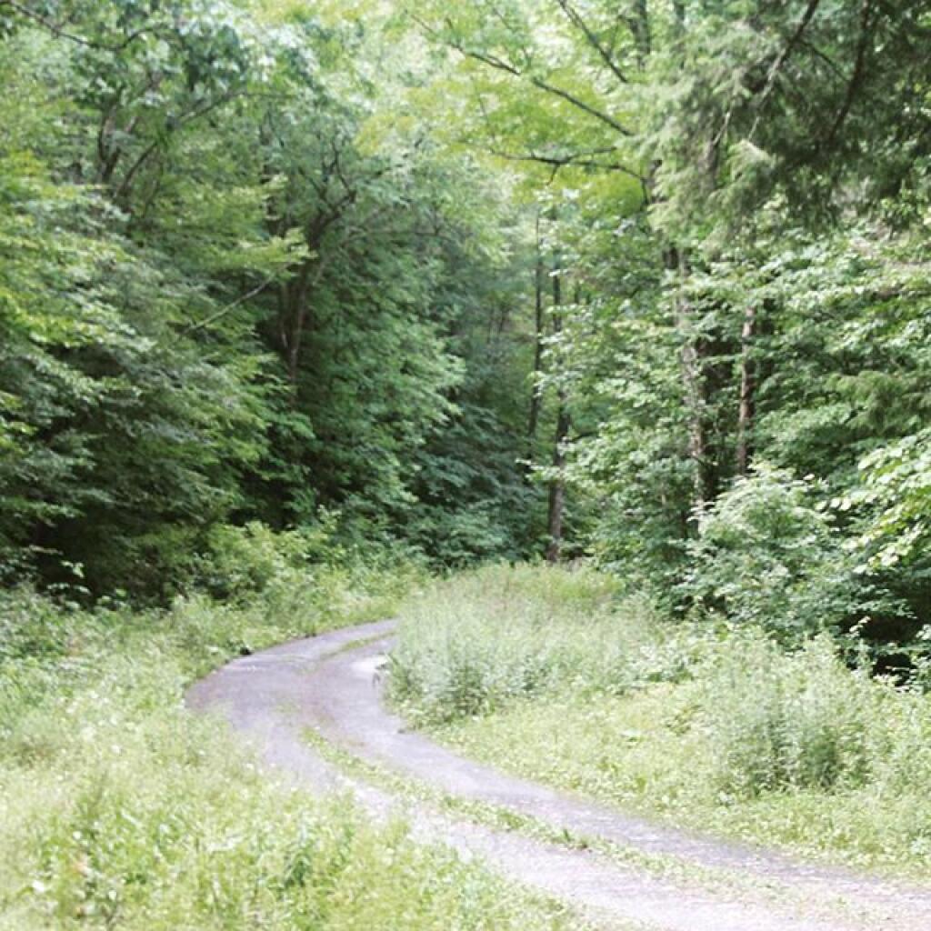 Photo: Betty Brook Road