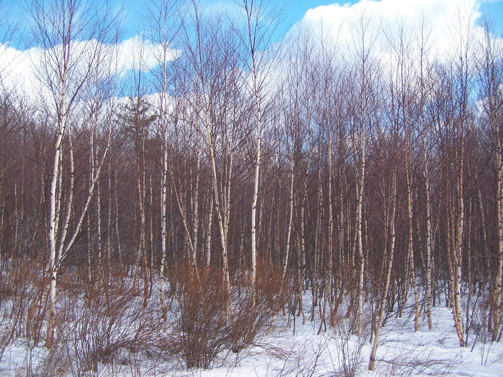 Photo: Birch Trees Along Road