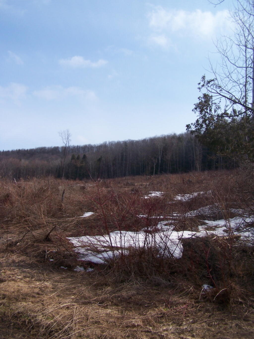 Photo: Clear Cut