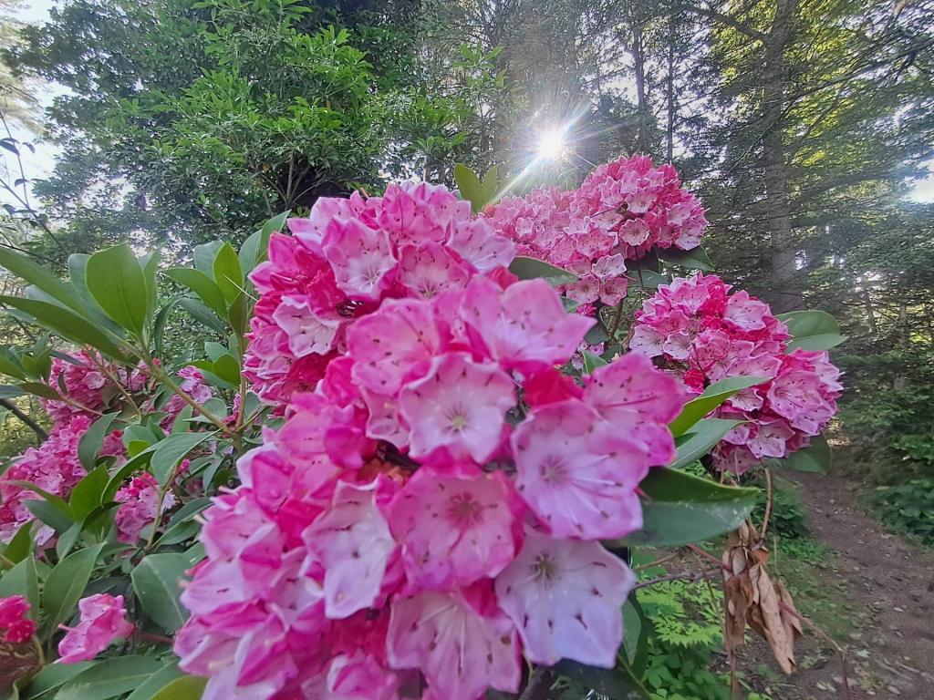 Photo: Mountain Laurel Photo: Mountain Laurel