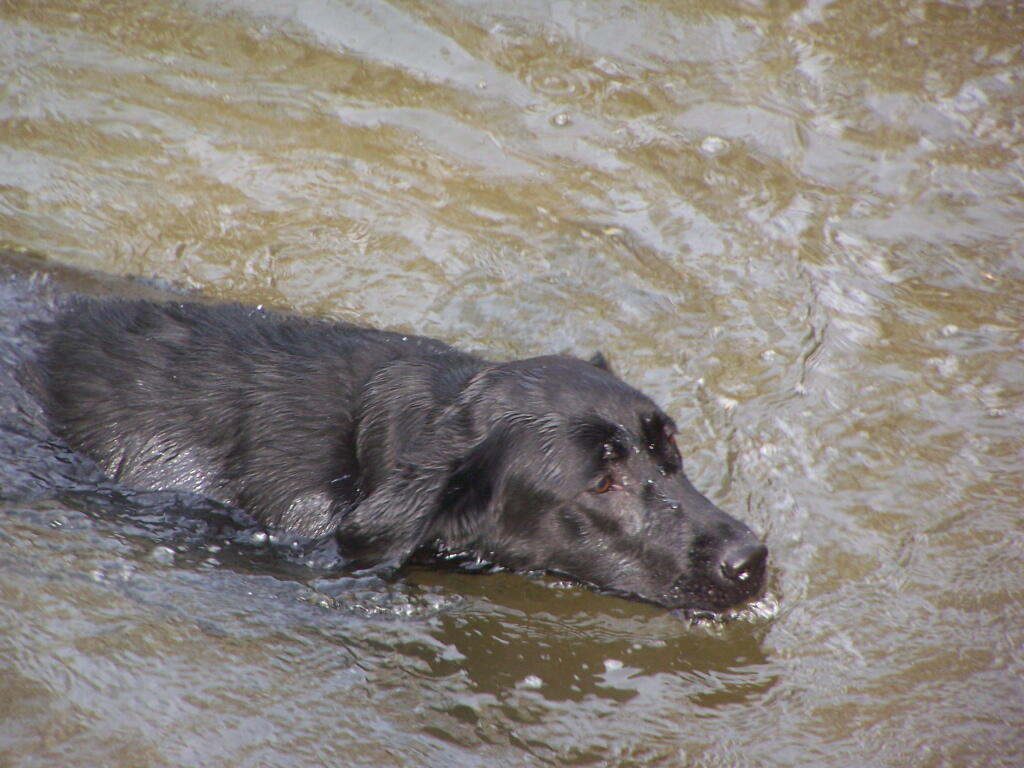 Photo: ... And He's Back in the Water Again