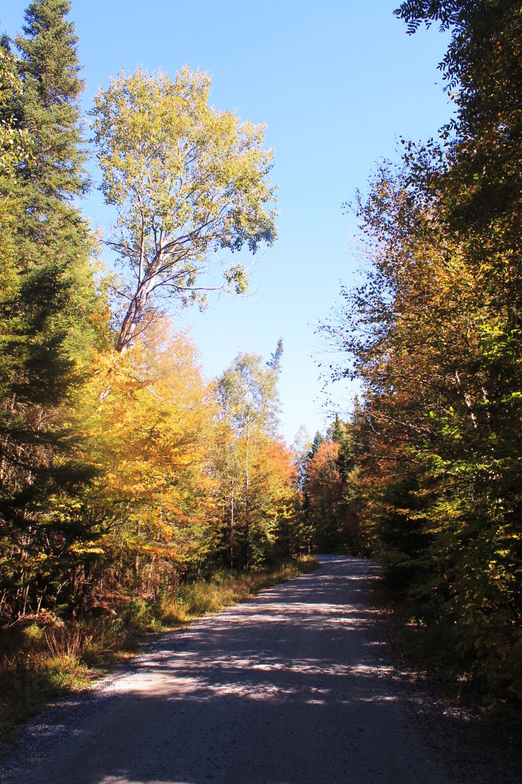 Photo: Cedar River-Limekiln Lake Road