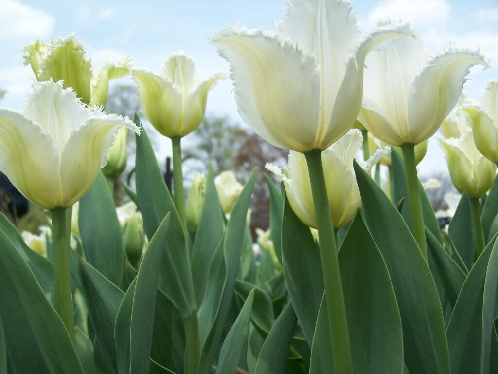 Photo: White Tulips