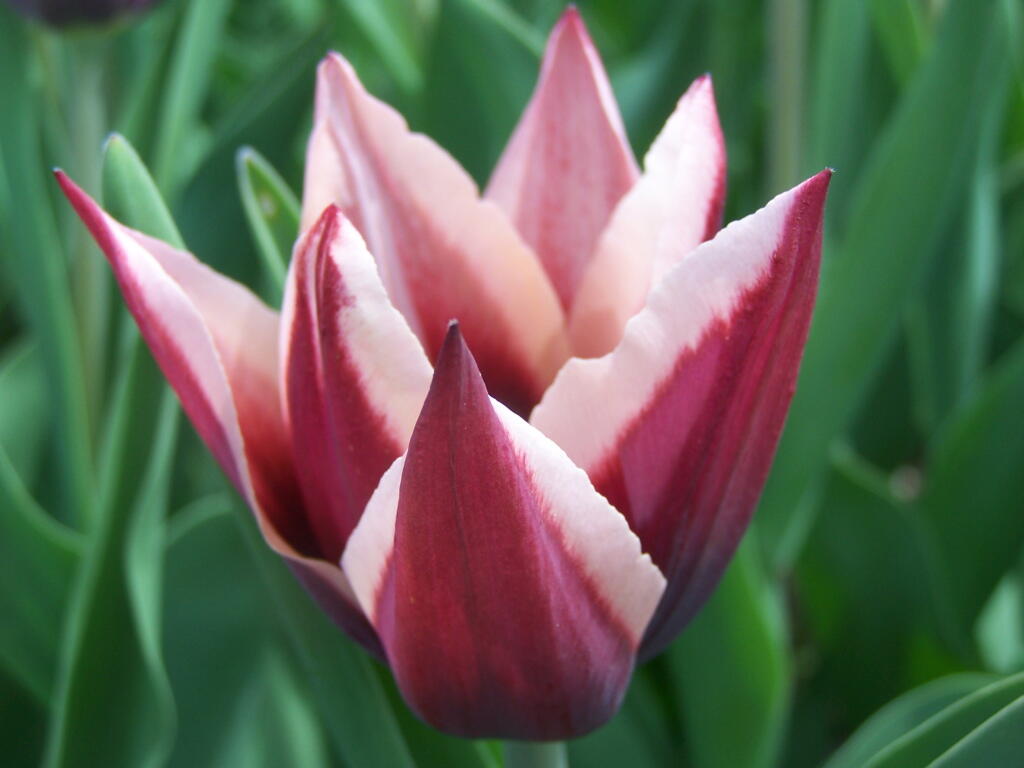 Photo: Red and White Tulips