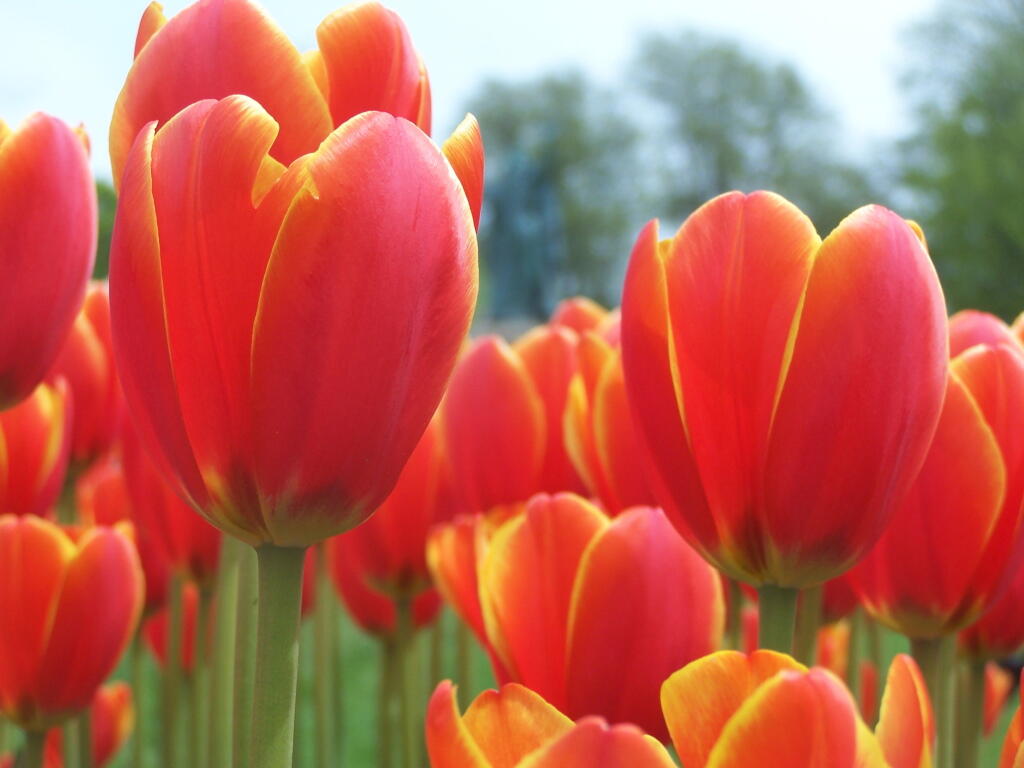 Photo: Red and Yellow Tulips
