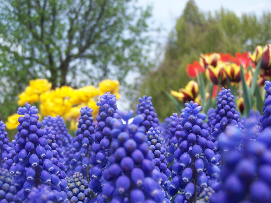 Photo: Grape Hyacinth