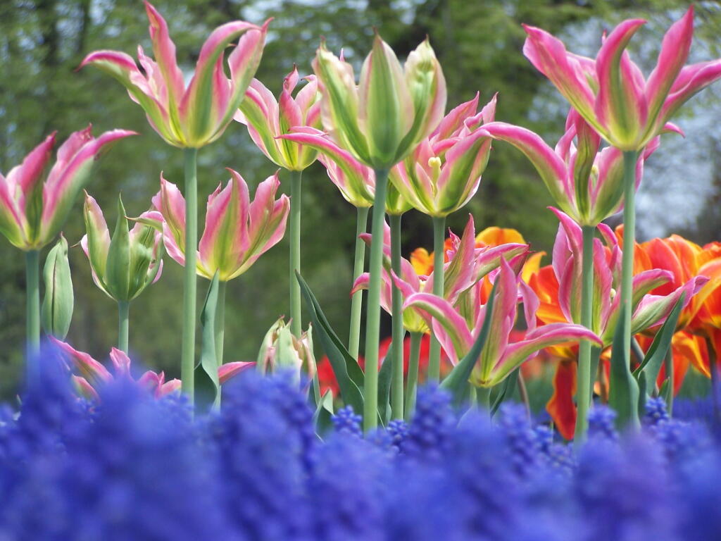 Photo: Grape Hyacinth, Pink Tulips