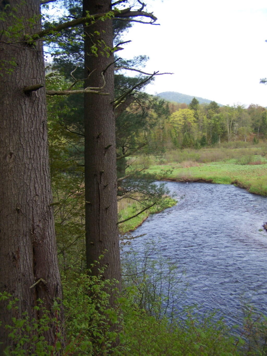 Photo: Old Growth Timber Along Sacanadaga