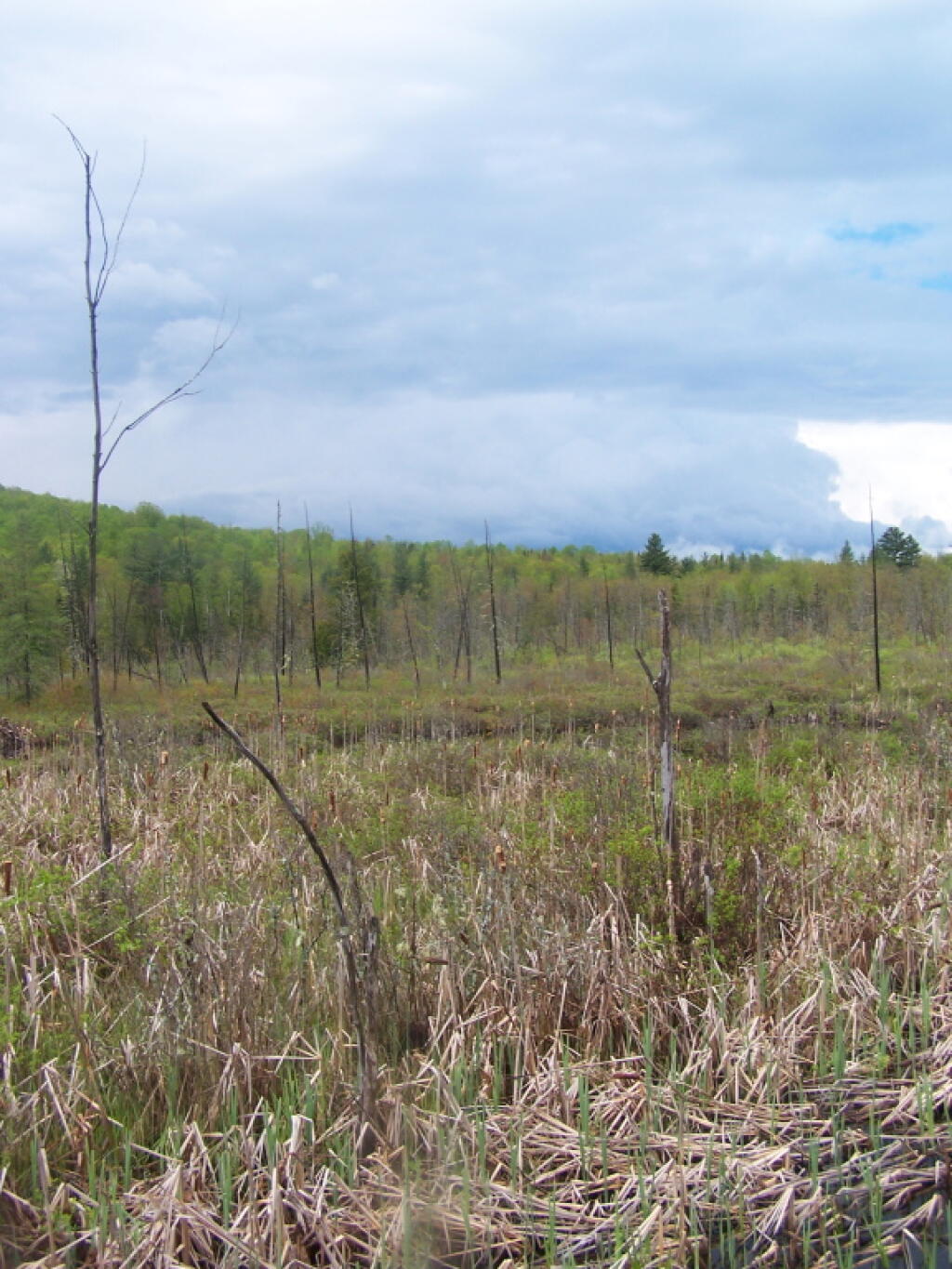 Photo: North Across Moxham Swamp