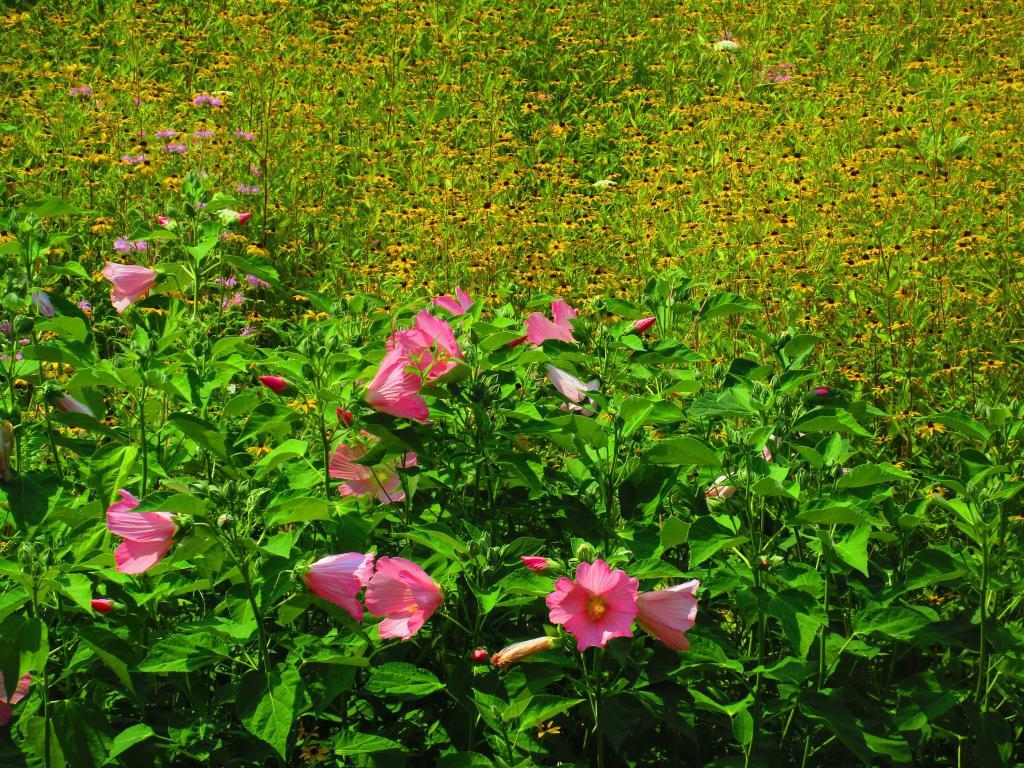 Photo: Wildflower Gardens at Falls Overlook are great! Photo: Wildflower Gardens at Falls Overlook are great!