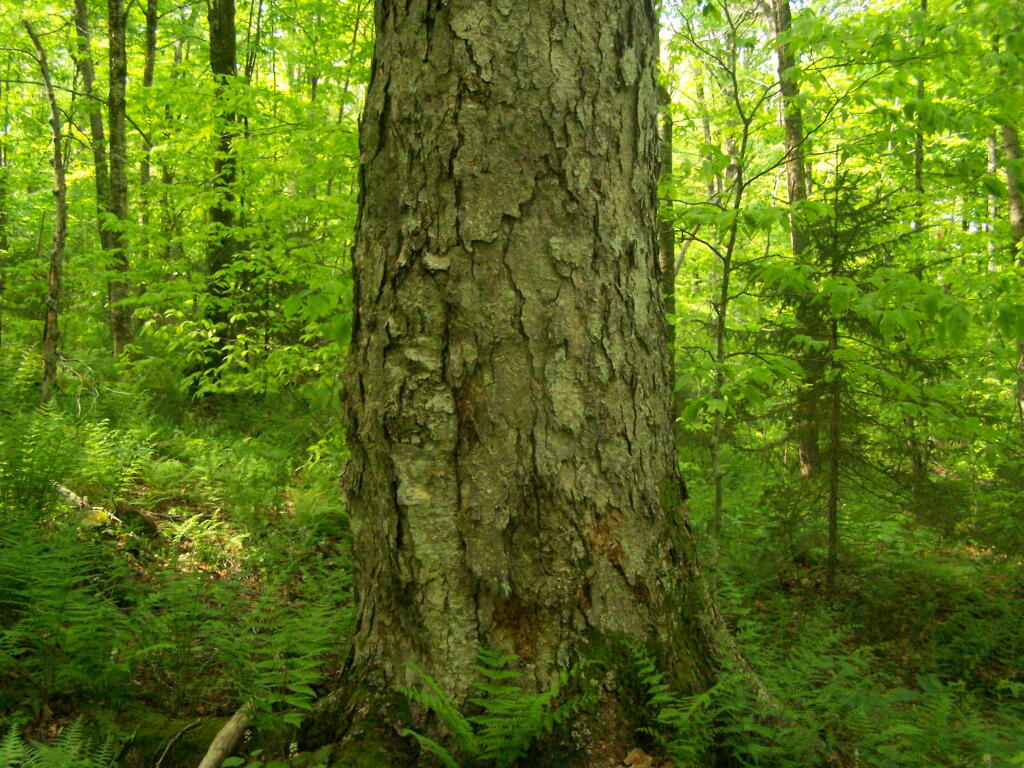 Photo: Old Growth Tree Up Close