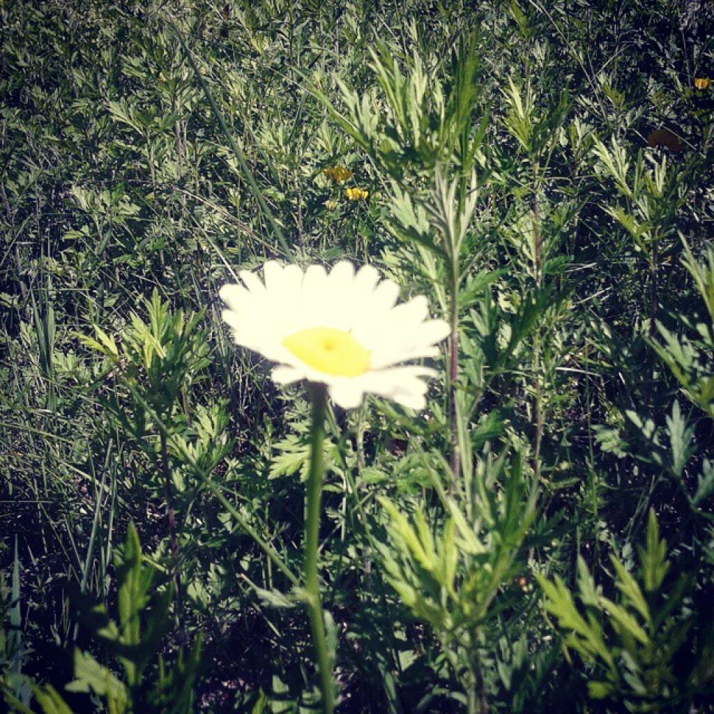 Photo: Daisy