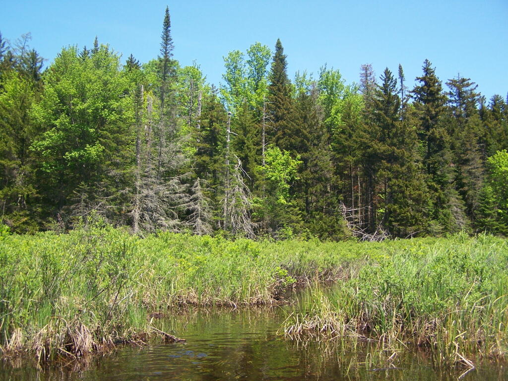 Photo: Trees Along the West Branch