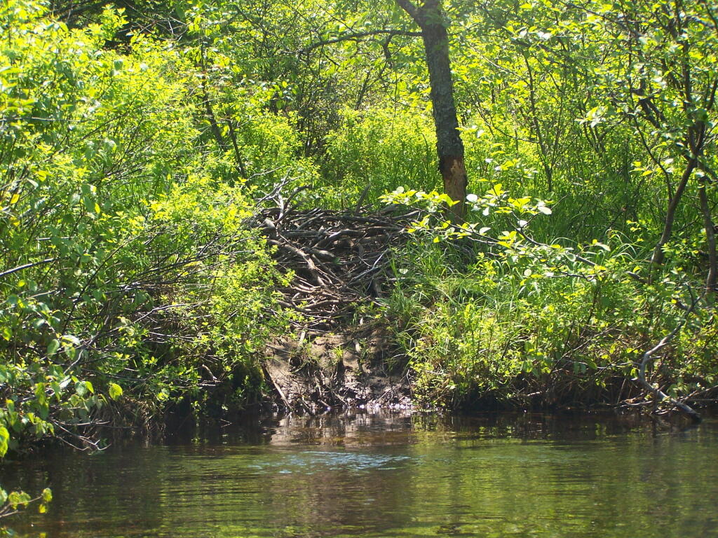 Photo: Beaver Lodge on the Bank