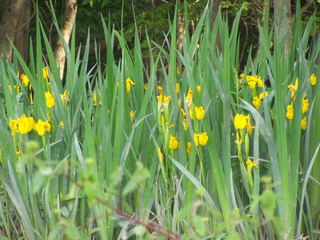 Photo: Wildflowers Along Middle Stockport Island