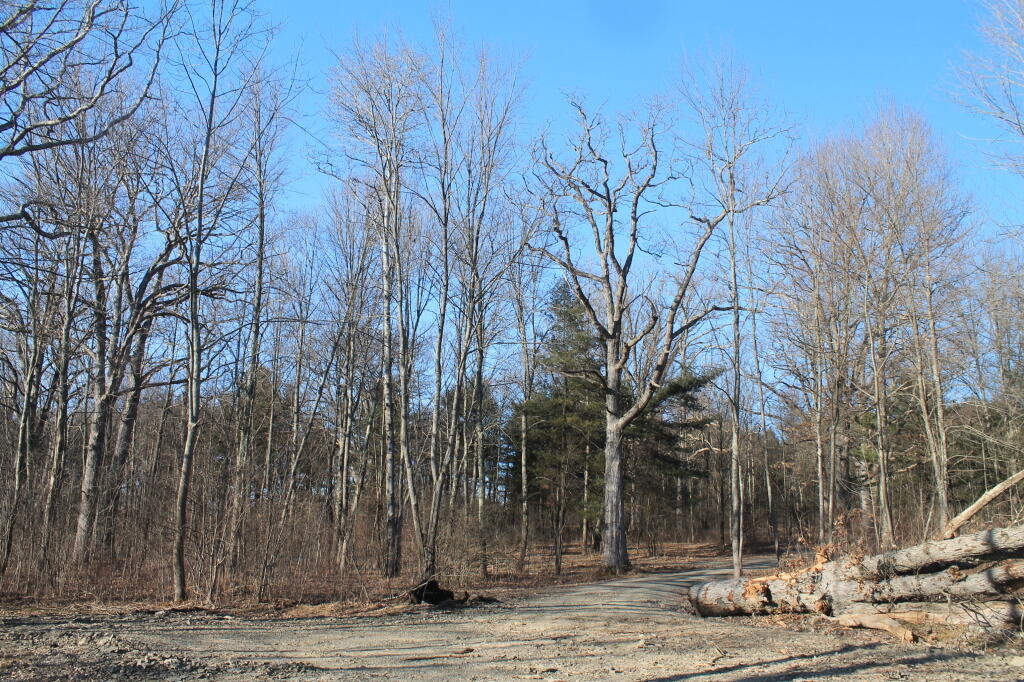 Photo: They've Still Not Cut Up That Tree Photo: They've Still Not Cut Up That Tree