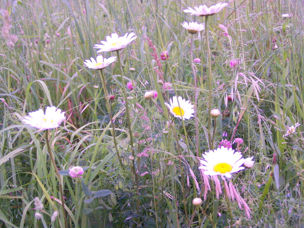 Photo: Daisies