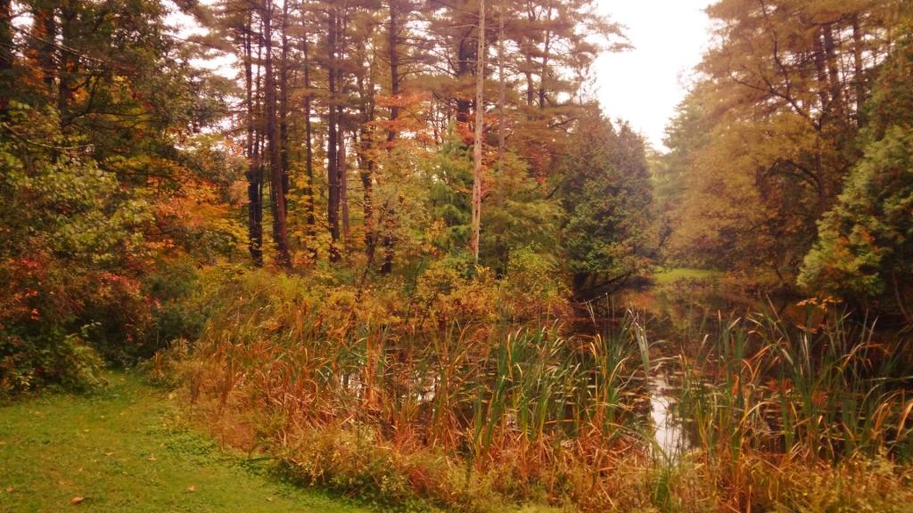 Photo: Pond Photo: Pond