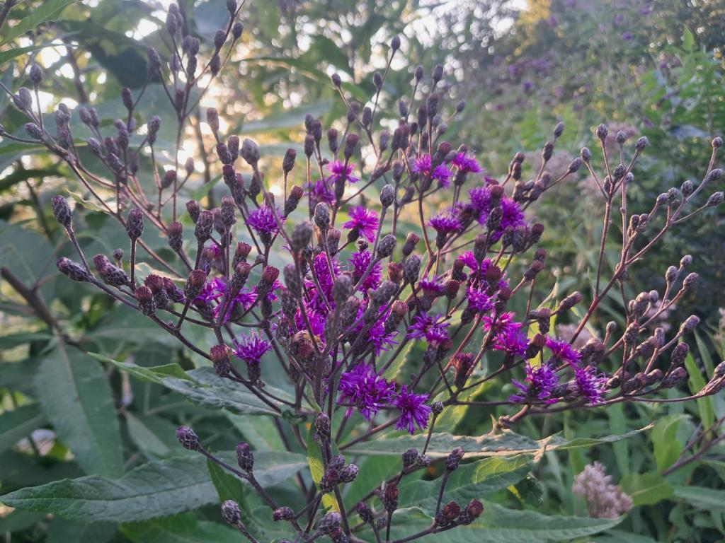 Photo: Ironweed