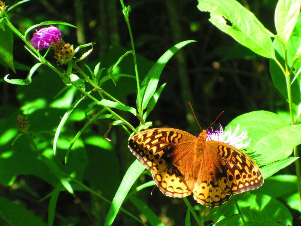 Photo:  Aphrodite Fritillary Butterfly