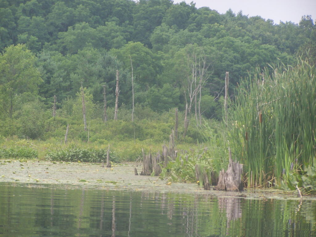 Photo: Edge of Lake