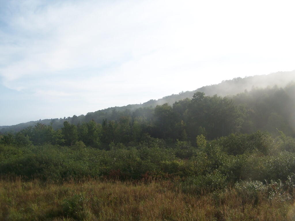 Photo: Fog in the Morning