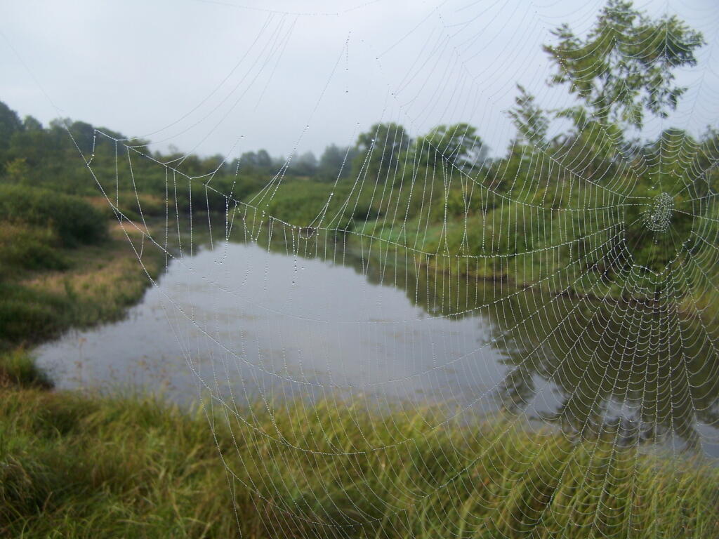 Photo: Spiderweb 1
