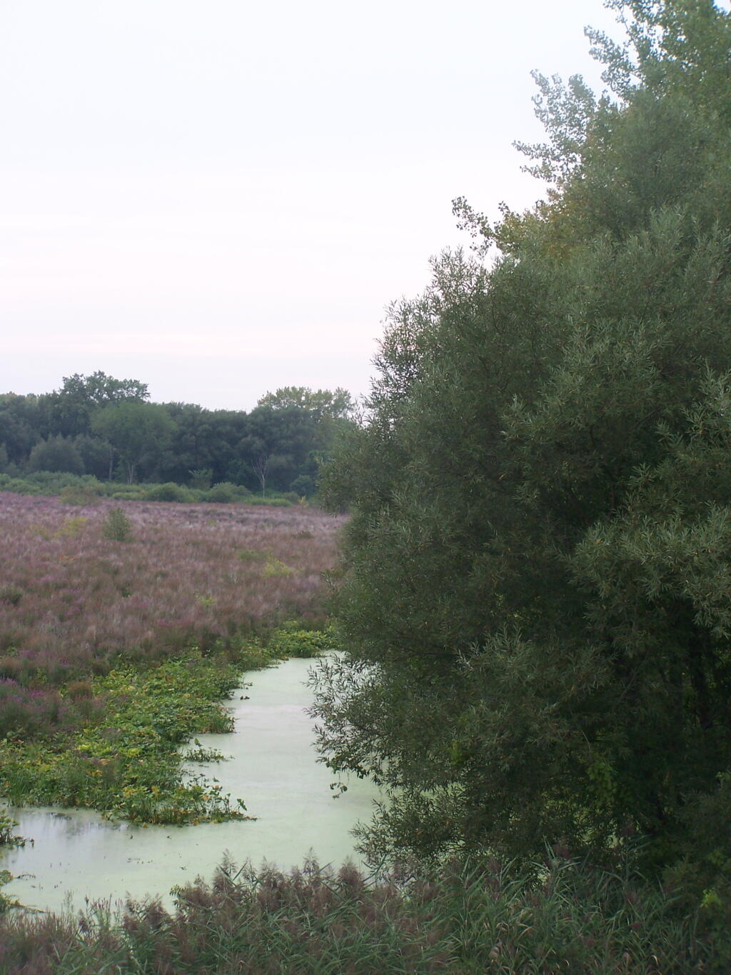 Photo: Edge of Marsh Photo: Edge of Marsh