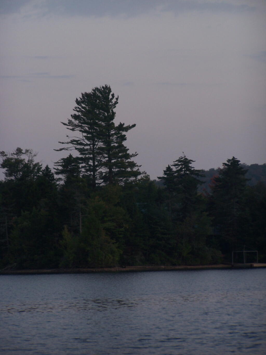 Photo: White Pines Along Lake