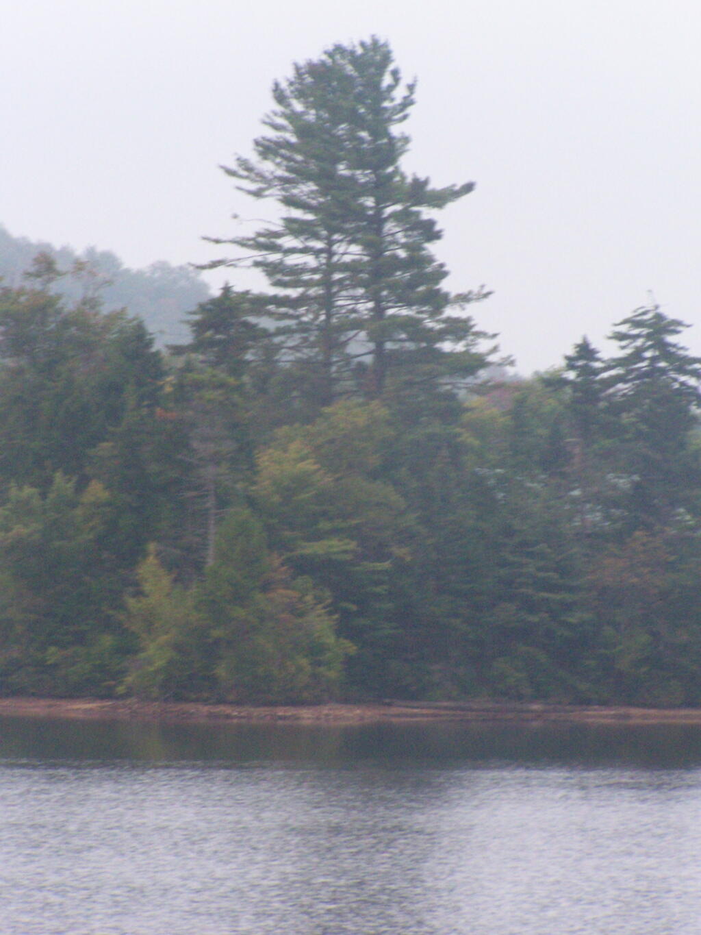 Photo: White Pine in Morning