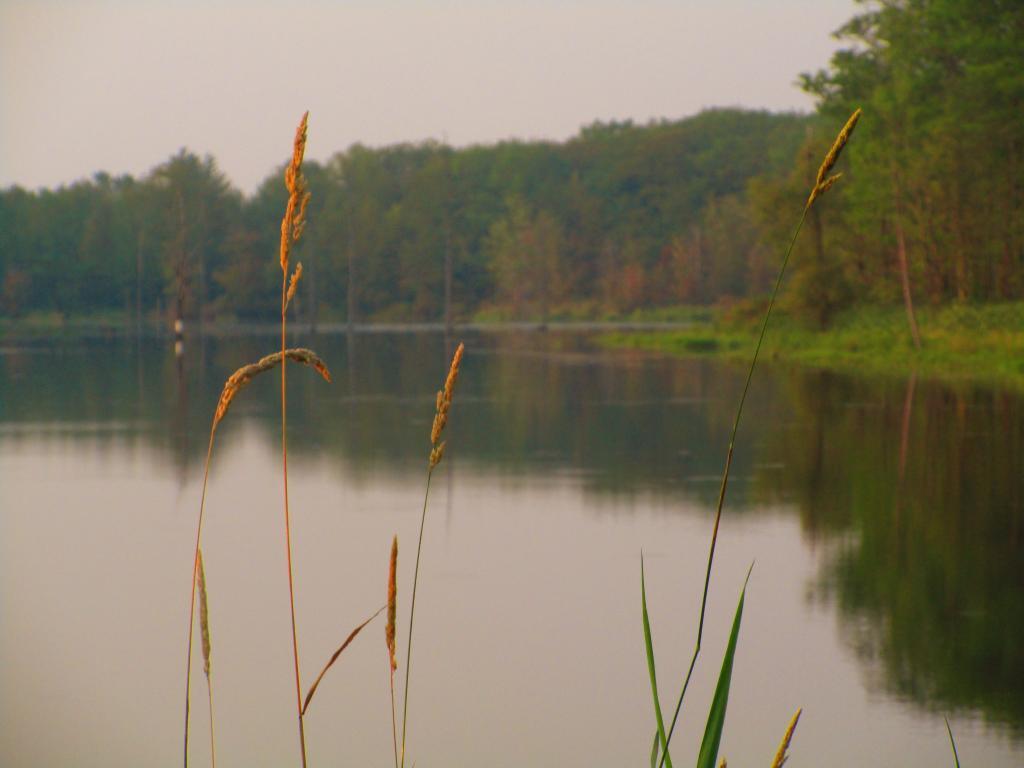 Photo: Grass along Teeter Pond