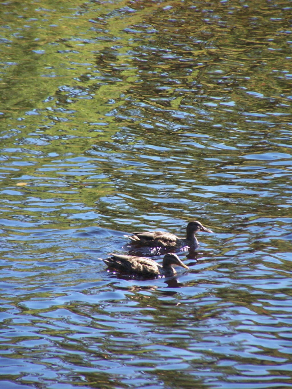 Photo: Ducks on North Lake