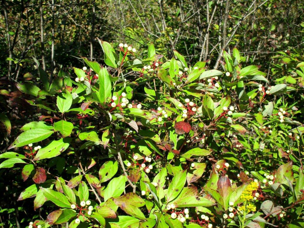 Photo: Baneberry