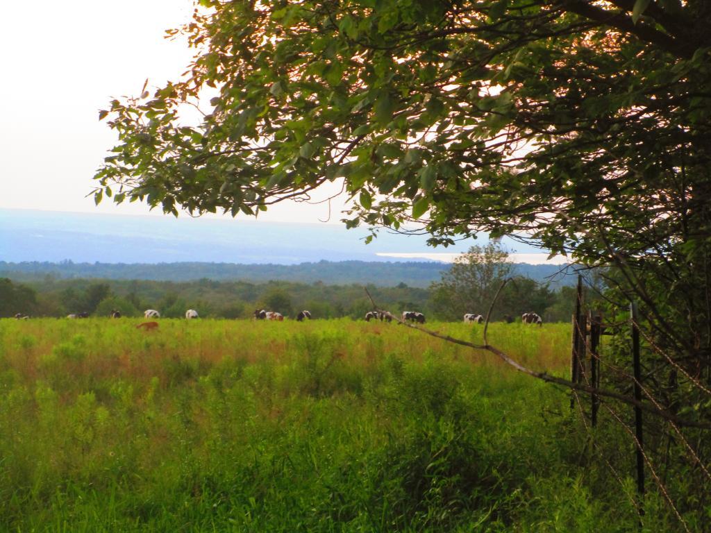 Photo: Cows doing their thing