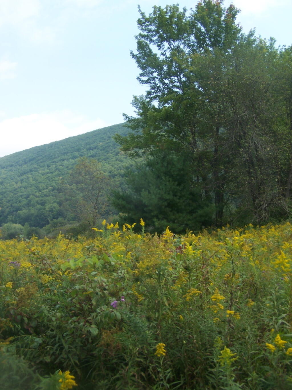 Photo: Trees and Golden Rod in Labrador Hollow