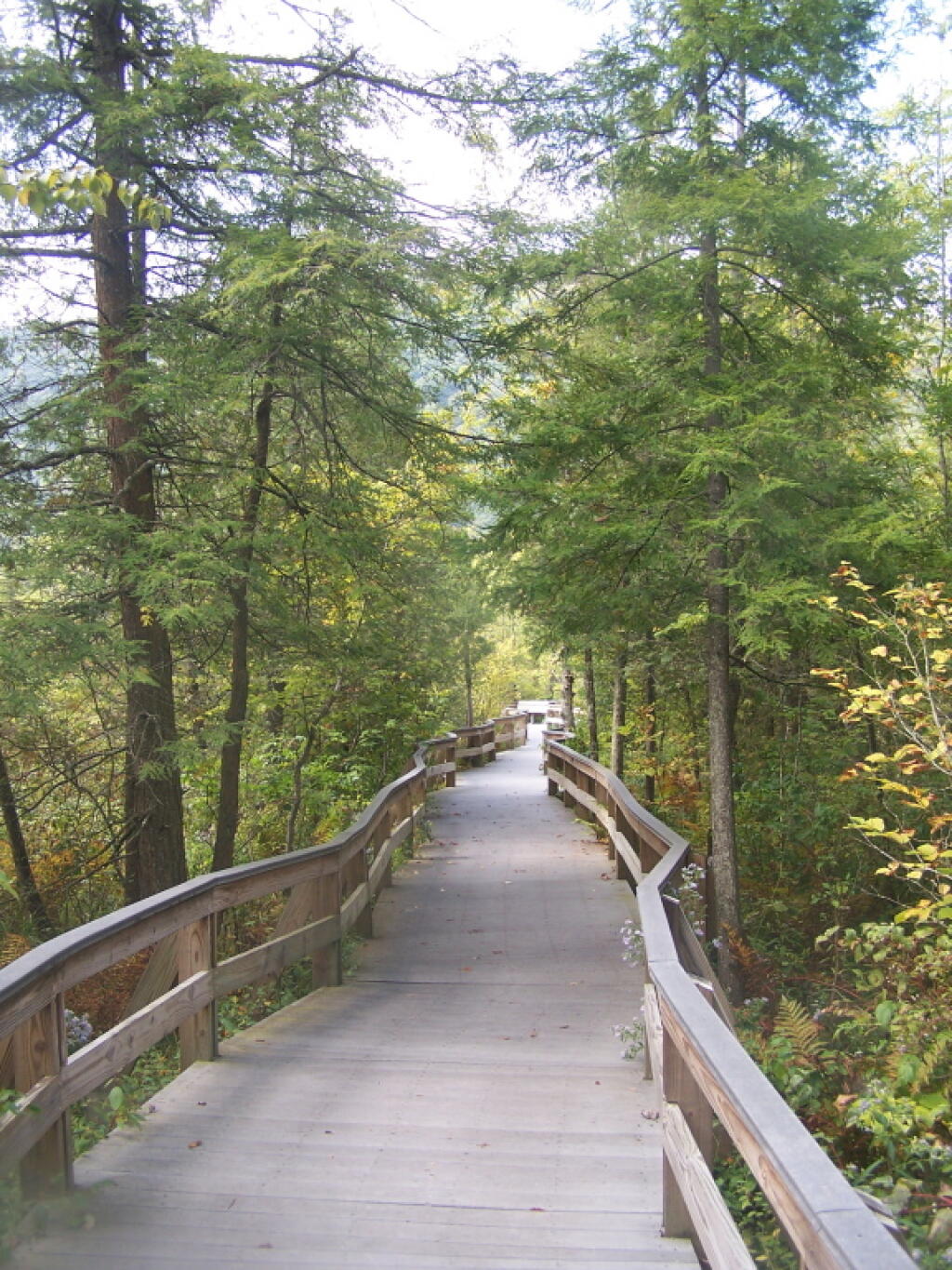 Photo: Boardwalk