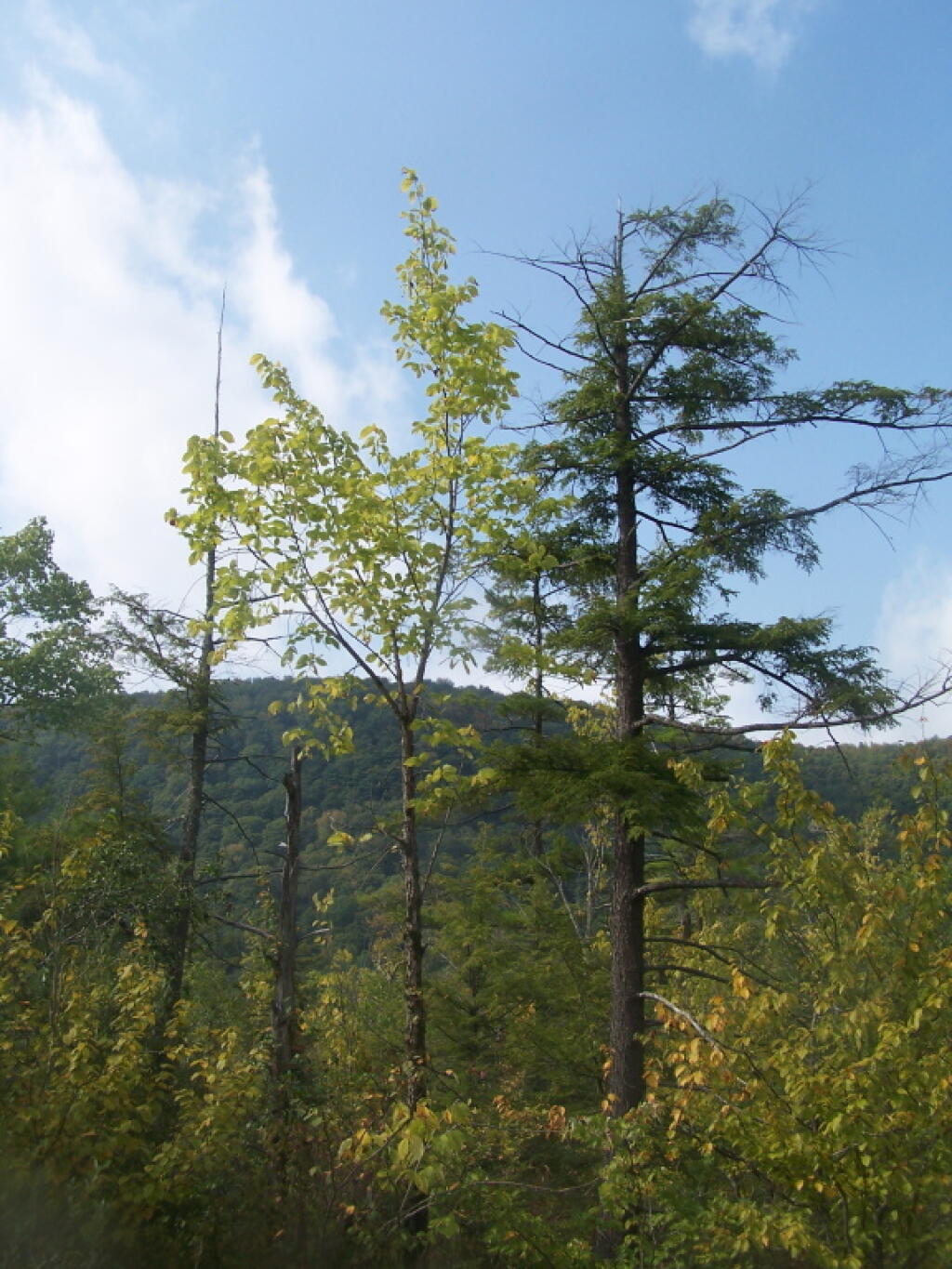 Photo: Color Along Labrador Mountain Photo: Color Along Labrador Mountain
