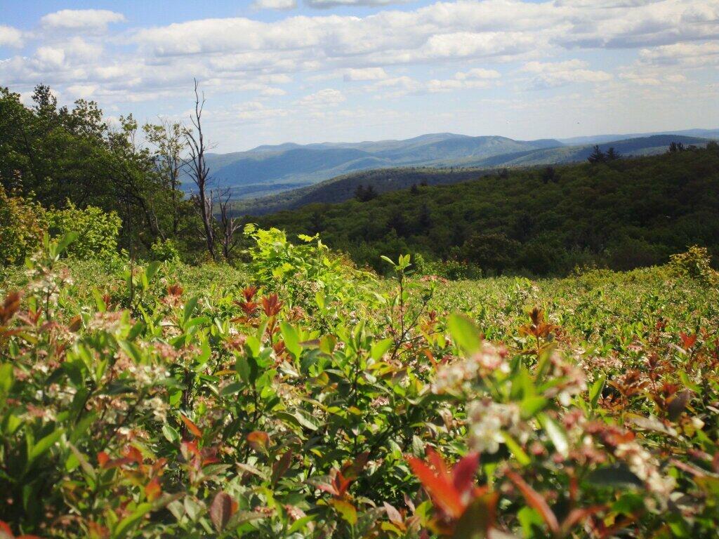 Photo: Blueberries Photo: Blueberries