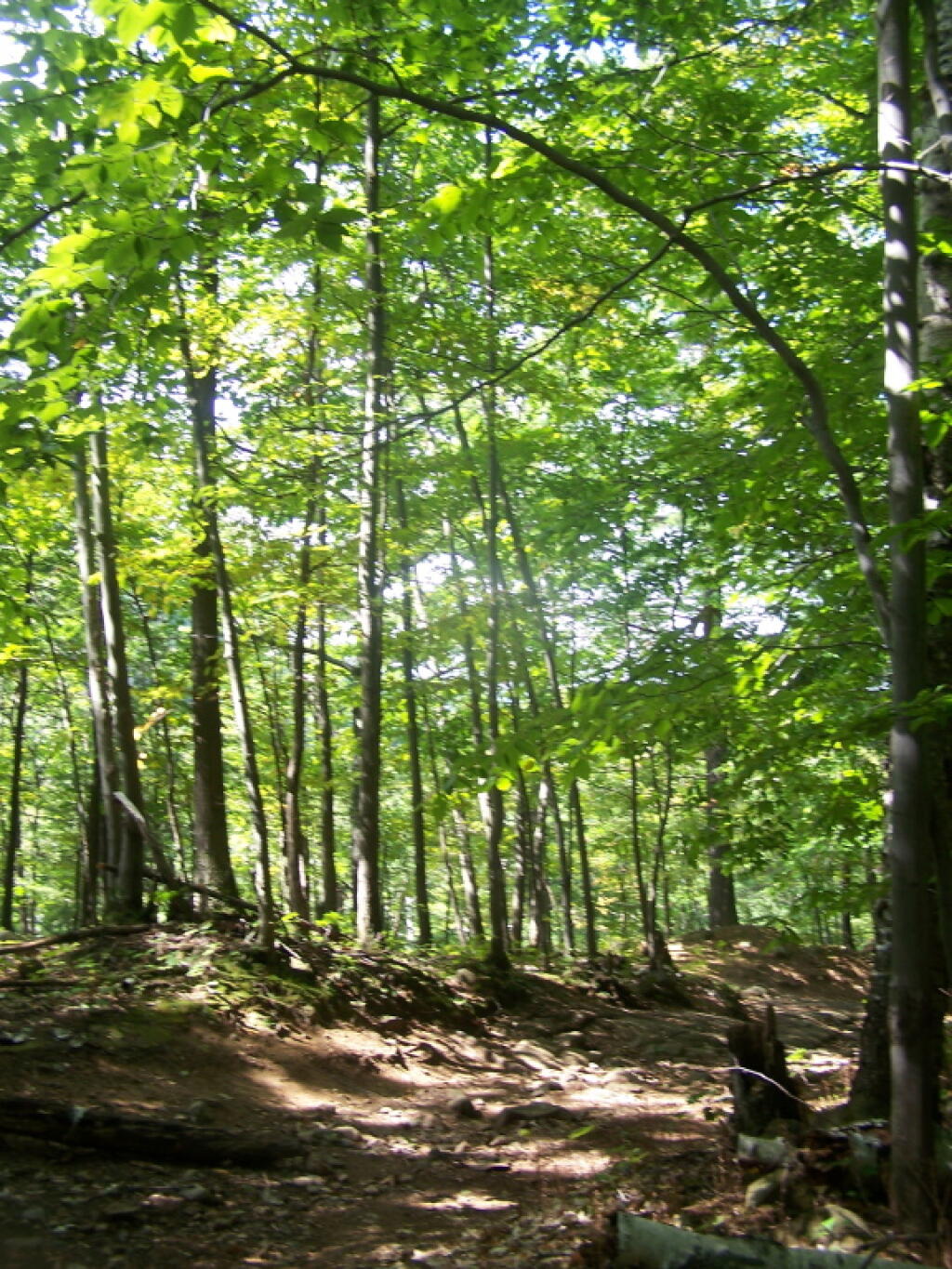 Photo: Sun Trickles Thru Butternut Brook Valley Photo: Sun Trickles Thru Butternut Brook Valley