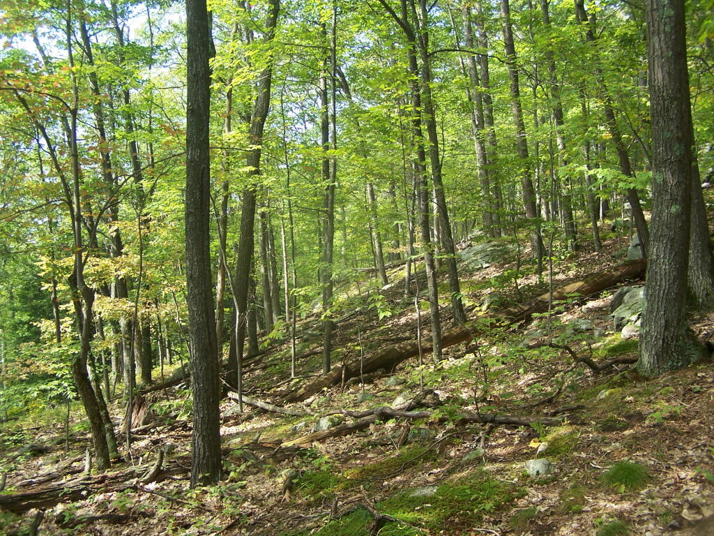 Photo: Tree Cover Thins Out As We Climb Photo: Tree Cover Thins Out As We Climb